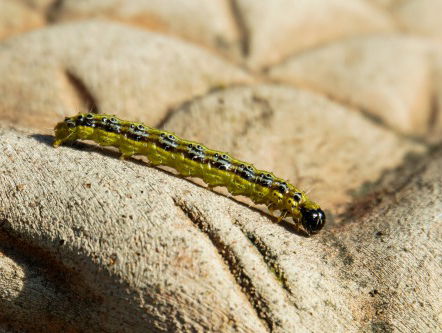 Ronald verdient per ongeluk heel veel geld door een rupsje