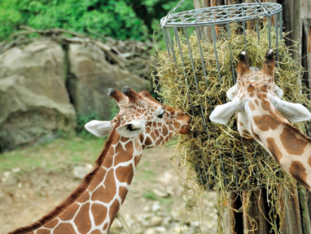 Een biertje waarin je de dierentuin proeft?!