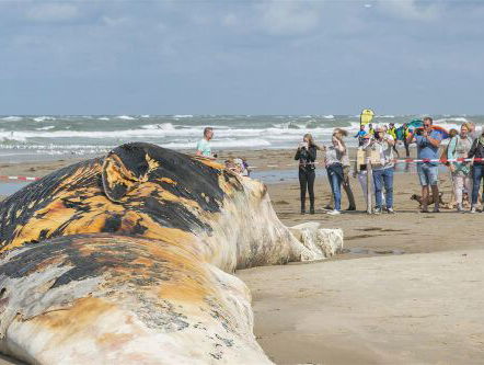 Operatie Walvis door Ecomare op Texel
