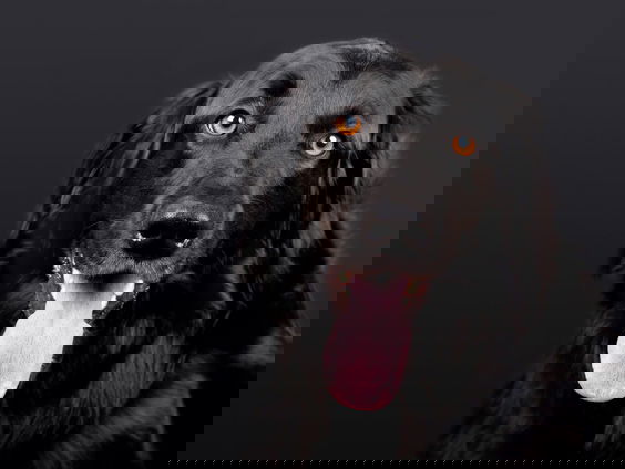 Mag een hond je gezicht nog wel likken?