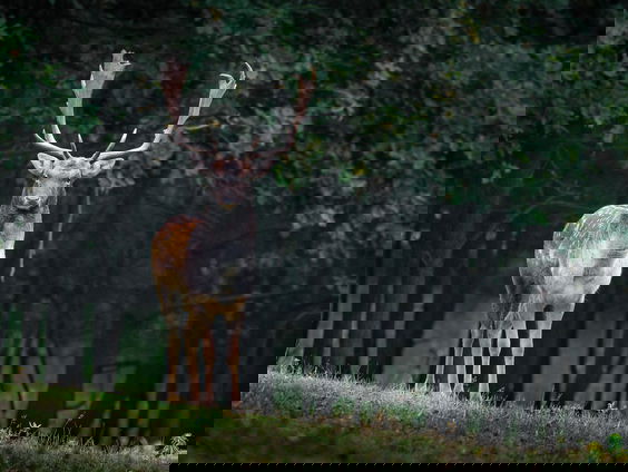 Sem deed op het laatste moment mee en won NK Burlen