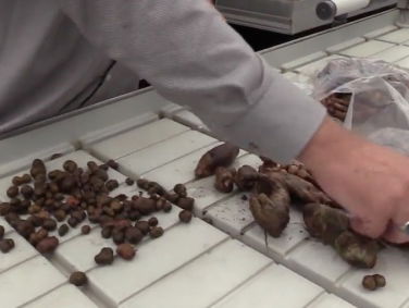 Afslank-Knol de nieuwe uitvinding tegen obesitas?