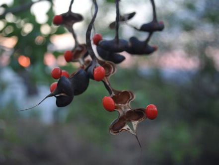 Geluksbonen in Zuid-Afrika