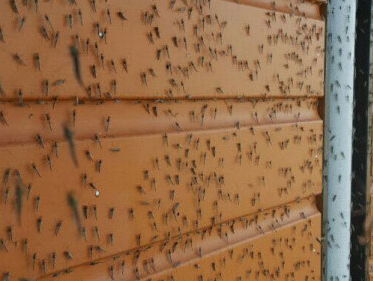 In Stavoren ziet het zwart van de muggen