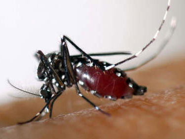 Pas op: Tijgermug in Aalten!