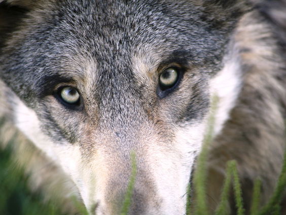 Kledingadvies: ga voor wolfs-grijs