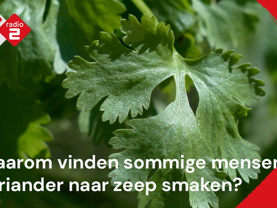 Waarom vinden sommige mensen koriander naar zeep smaken?