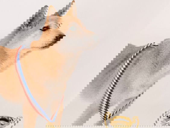 Welke prijs heb jij wel eens gewonnen?