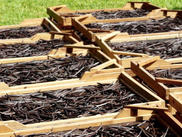 Prijs vanille stijgt astronomisch! Oplossing: we maken het nu in Nederland