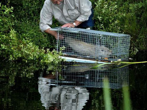 Arjan Postma: 'Nederland sluit de grenzen voor de Duitse beverratten!'