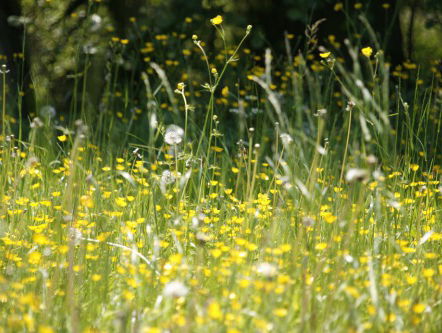 Het pollenseizoen bereikt haar piek dit weekend!