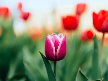 Je verwacht het niet: Van der Struik heeft een verzoekje voor alle 13 'Tuin'