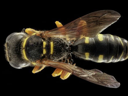 Het insectenseizoen is weer begonnen!