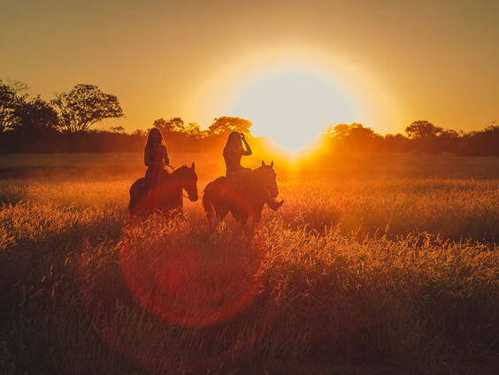 Waarom hebben sommige paarden wel een vliegenkap op en sommige niet?