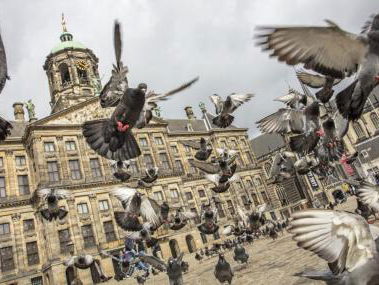 Martijn Fischer over 'De Wilde Stad'