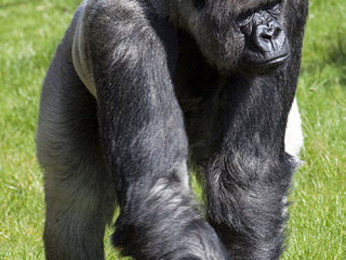 Yessim Candan: de Bokito en Bokita van de week