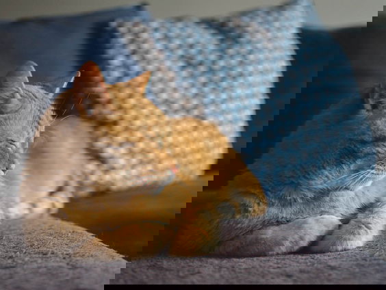 Dierenpensions tijdens vakantieperiode in een hittegolf