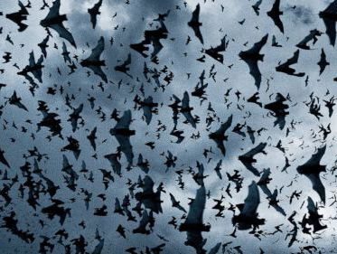 Kim op vleermuizenjacht