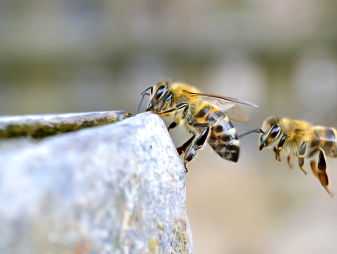 De Nationale Bijentelling krijgt er nog een paar dagen bij