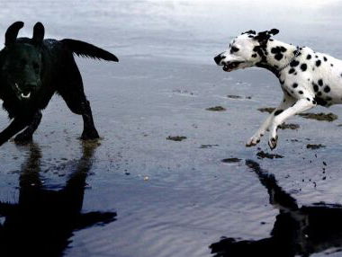 Hondenbescherming: Verplichte opvoedcursus voor hondeigenaren