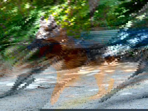 Jeroen zoekt een hondenhotel voor zijn vier aggressieve herders