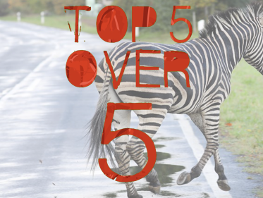 Top 5 over 5: Welke dieren vinden we nog meer langs de weg?