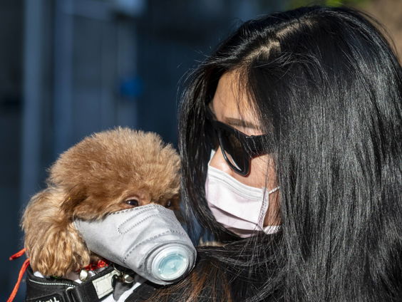 Kan een hond ook verkouden worden van de airco? Spreekuur met dierendokter Martin