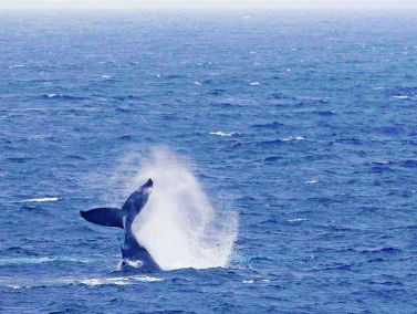 Walvissen in de Noordzee!