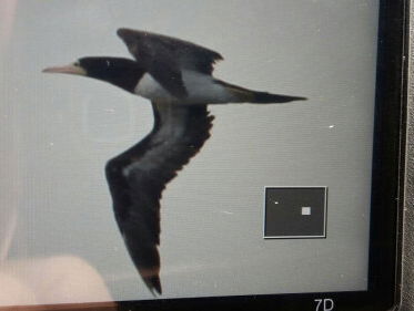 Arjan spotte voor het eerst OOIT een Bruine Gent in Nederland