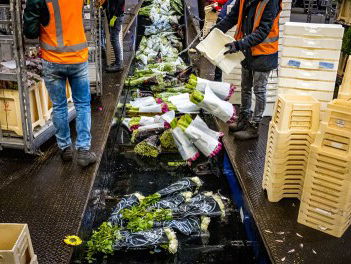 Bloemenboer Jos vreest voor bloemenfiasco