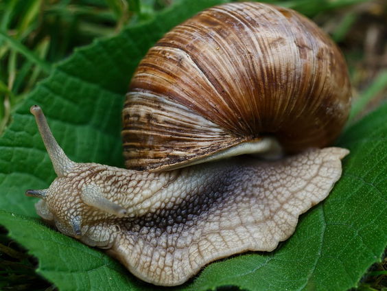 Waarom heeft een slak een huisje?