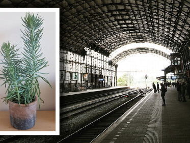 Marije zoekt nog steeds haar man met vetplant!