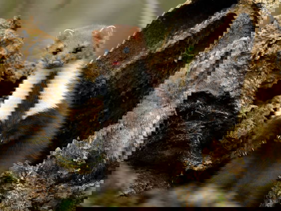 Bioloog Luc Hoogenstein telt alle beestjes in zijn achtertuin