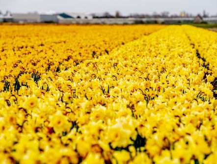 Dranghekken bij de bollenvelden