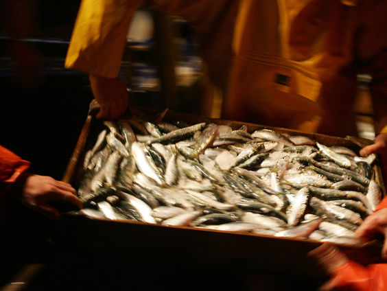 De ansjovis: Van moordlustige Alpha-vis tot smaakmakertje op je pizza