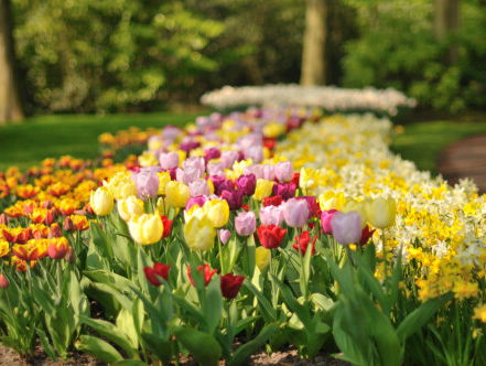 Bollen planten Keukenhof