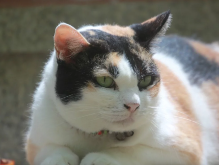 Top 5 Over 5: Waarom kun je beter een dikke kat dan een dikke vent hebben