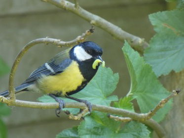 Waarom een tuinvogeltelling in het laagseizoen?!