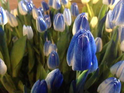 Bloemen naar de Paus