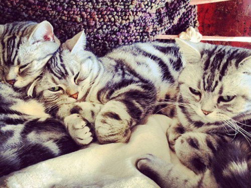 Internationale kattendag: CatVideoFest