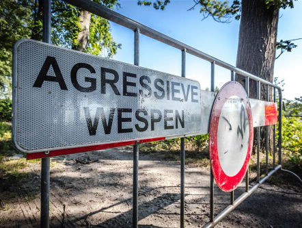 Aziatische monsterwesp duikt overal op in Nederland! Is dat gevaarlijk?