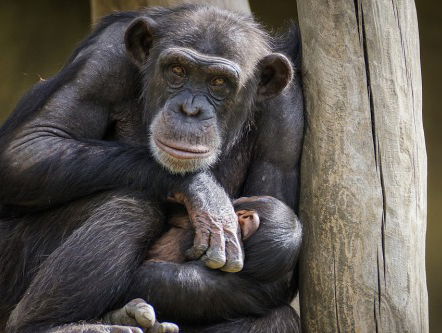 Worden (zoog)dieren ongesteld?