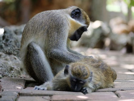 Over Mattie, Wietze, apen en bananen