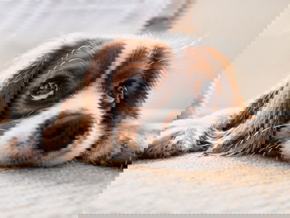 Hoe eenvoudig is het om een hond te lenen? Jeroen zoekt het uit!