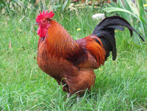 Ron Blaauw over hanenvlees in de supermarkt