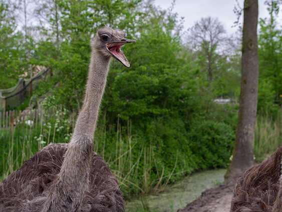 Struisvogel Patty voorspelt geen Songfestivalwinst voor Jeangu Macrooy