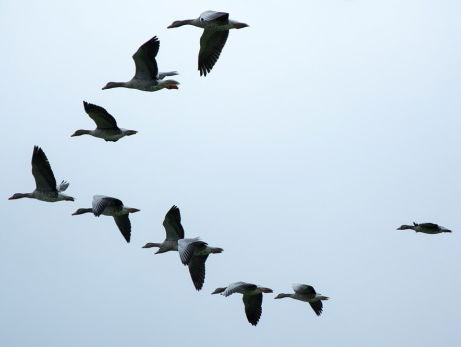 Hoe overwin je jouw angst voor vogels?
