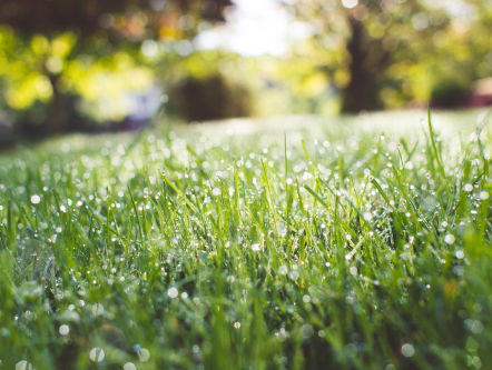 Boswachter Henk Dusseler vroeg uit de veren voor dauwtrappers