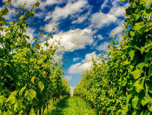 Boeren die baat hebben bij de hittegolf? Ze bestaan!