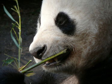 Panda's onderweg - Marcel Boekhoorn